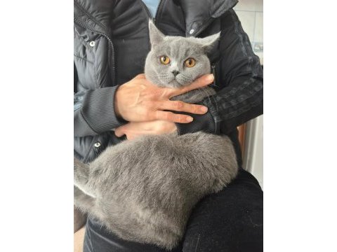 British shorthair kedimize acil yuva aranıyor