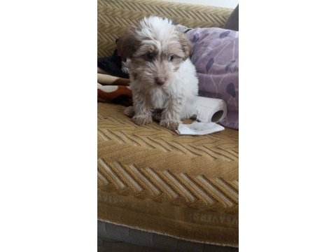 Terrier 0 numara