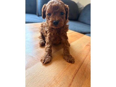 Teacup toy poodle yavrular kg garantili