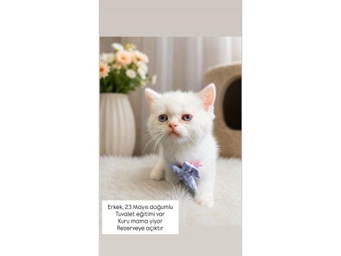 Erkek british shorthair yavru mavi gözlü kediş