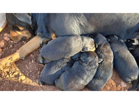 Melek rottweiler tosuncuklarım