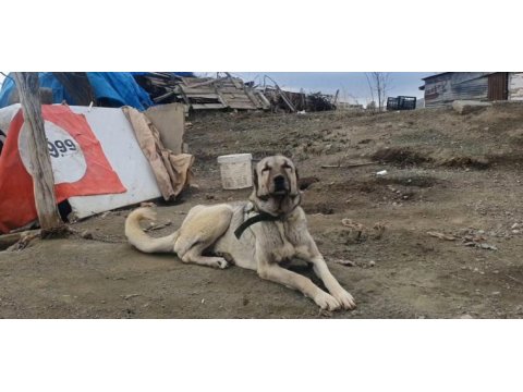 Yetişkin safkan orjinal kangallar