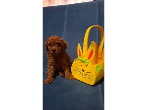 Toy poodle minik yavrular