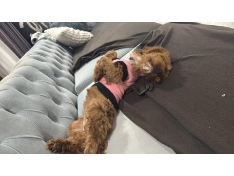 Toy poodle 3.5 aylık dişi