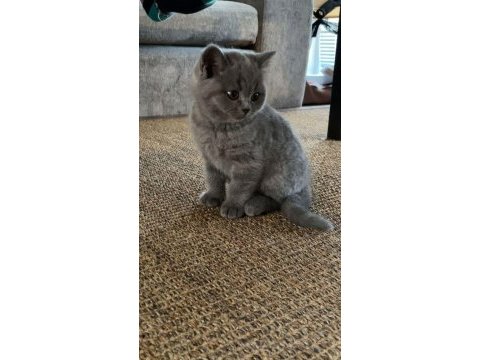 Blue british shorthair izmir