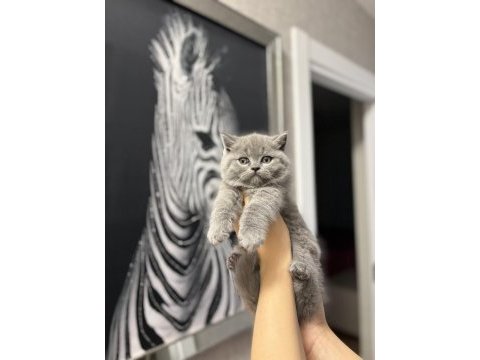 Ayı surat  brıtısh shorthair yavrularım 