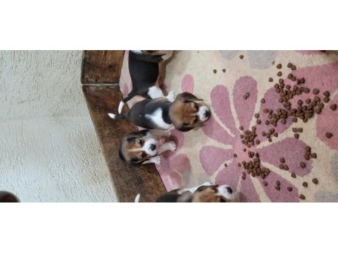 Safkan ırk garantili beagle bebekler