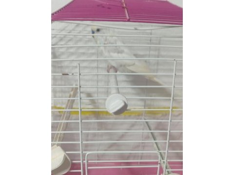 Erkek muhabbet kuşu elle alışkın konuşur 1 yas kafes