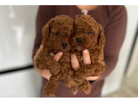 Toy poodle yavruları