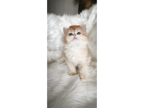 Show kalite dişi british longhair