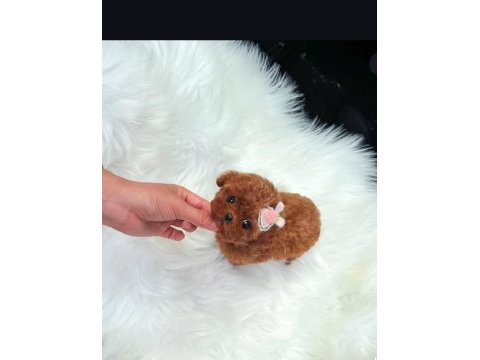Türkiyenin en güzel core maltipoo bebekleri