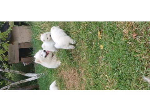 45 günlük anne baba safkan sağlıklı köpekler