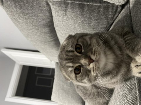6 aylık scottish fold