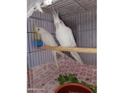 Albino sultan papağanı