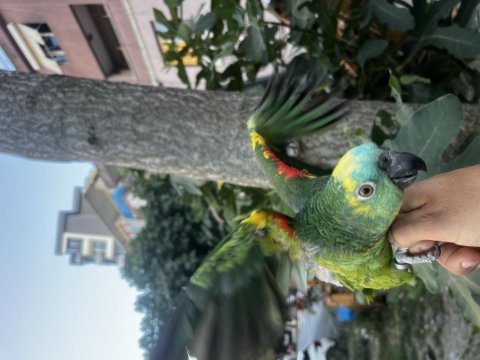 Full evcil amazon papağanı