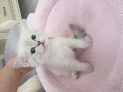 British blue point