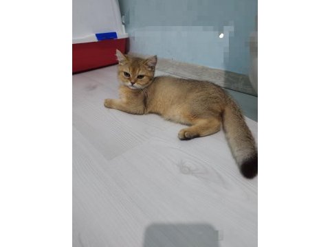 British shorthair golden