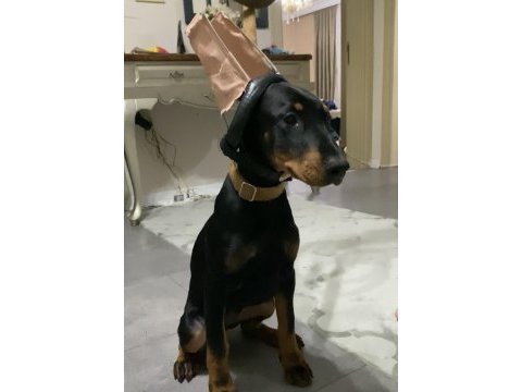 3.5 aylık dişi doberman yavrumuz