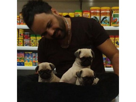 Pug mops safkan yavrular