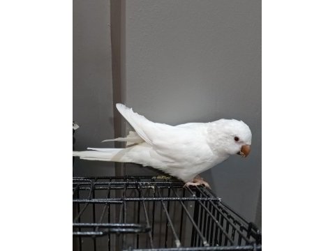 Albino kırmızı göz monk papağanı