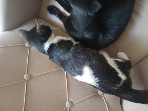 Akıllı sevecen ve oyuncu kedimiz