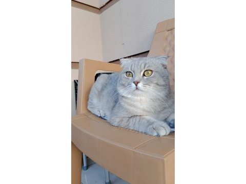 Bal gibi uygun scottish fold