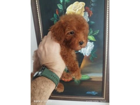 Red brown üst kalite toy poodle korekan yavrular
