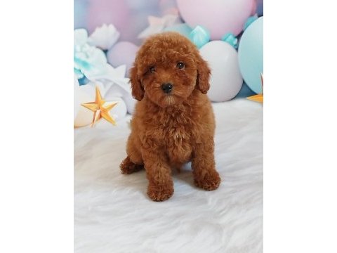 Red brown poodle yavrumuz