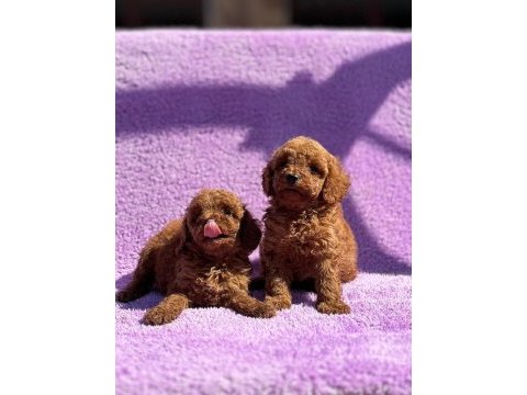 Sevgi dolu ailelerimiz için poodle bebekler