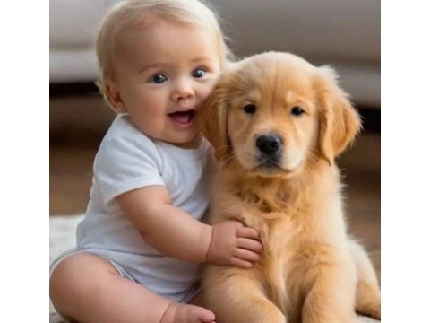 Oyunsever golden retriever yavrular