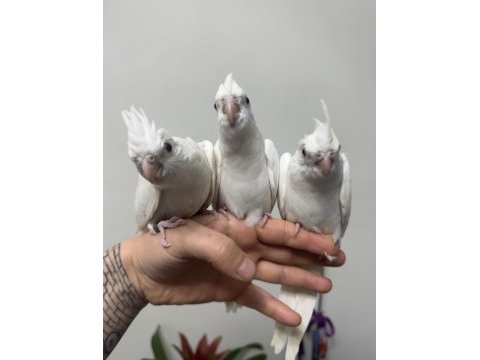 Yeni yeme düşen el besleme bebek sultan papağanı