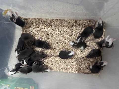 Her renk uysal yavru rat