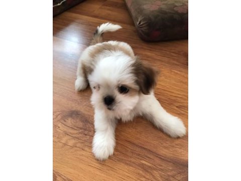 Çok tatlı shih tzu