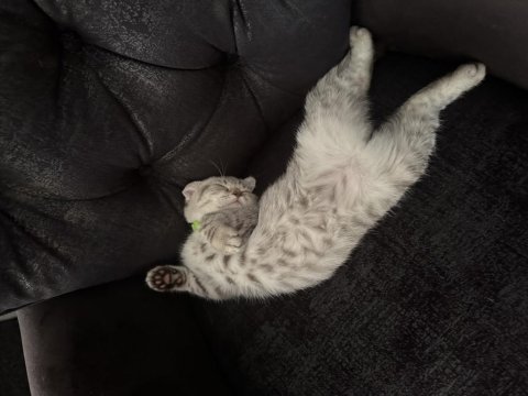 Scottish fold luna kız için yuva arıyoruz