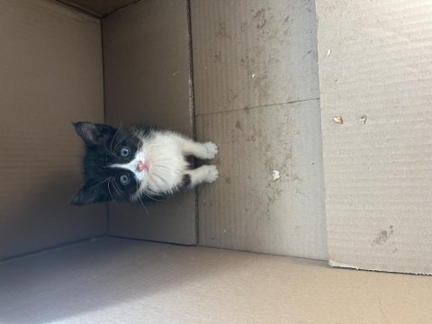 40 - 45 günlük erkek smokin kedi ücretsiz