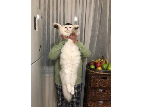 1 yaşında çok güzel erkek scottish kedimiz