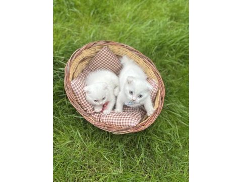 2 aylık scottish fold kuru mama ve tuvalet eğitimi vardır