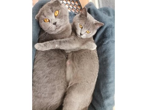 British shorthair anne kız yeni yuvalarını arıyor