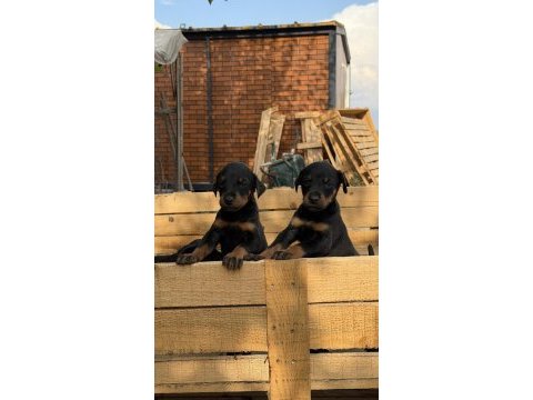 Üst seviye doberman yavruları