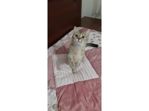 British shorthair güzel kızımız