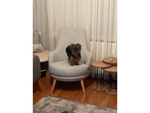 0 boy teacup yorkshire terrier kızım