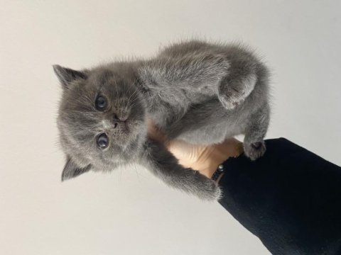 Son iki yavrum scottish fold