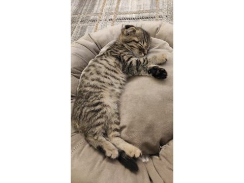 Tüm malzemeleri ile beraber scottish fold sahiplendirilecek