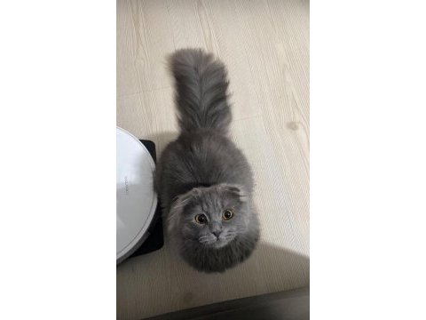 Longhair scottish fold çok uygun