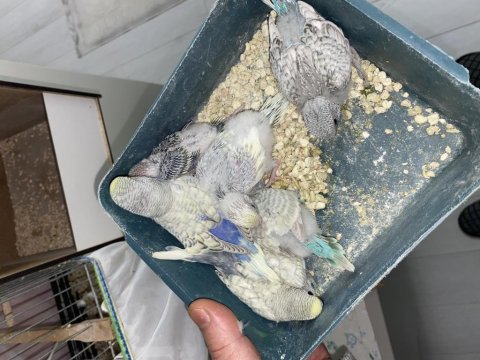 Rezerveye açık muhabbet kuşu