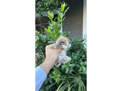 Hollanda lop tavşanları
