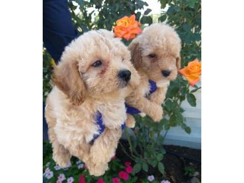 Apricot poodle bebişler