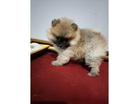 Pomeranian boo 50 günlük