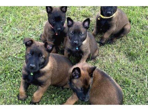 İzin belgeli üretim çiftliğinden malinois kapıda öde