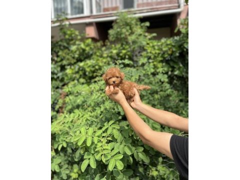 Kore kan aşılı poodle bebekler